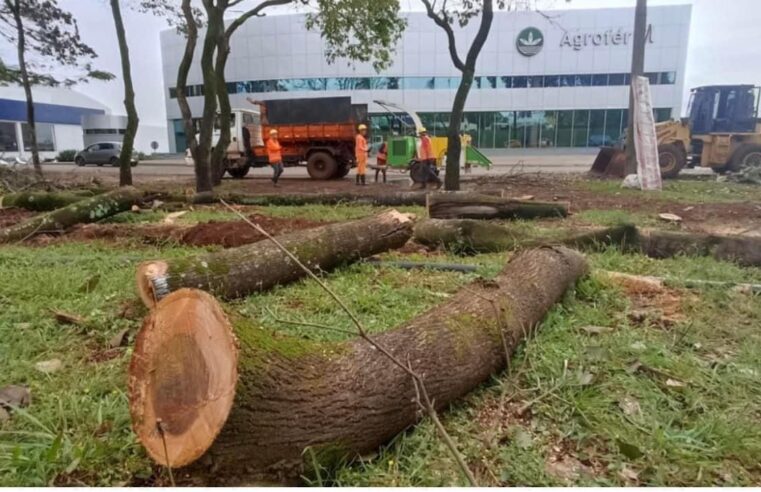 Municipalidad de Ciudad del Este había ordenado la tala irregular de Árboles