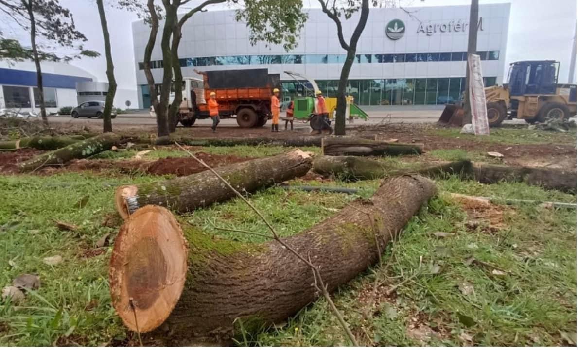 Municipalidad de Ciudad del Este había ordenado la tala irregular de Árboles